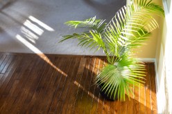 The Role of Sunlight in Making Leaves Green: What You Need to Know